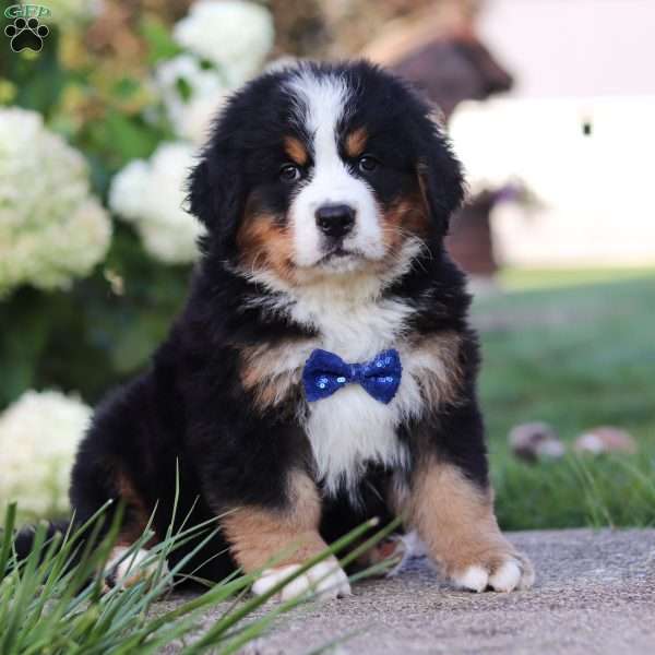 Toby, Bernese Mountain Dog Puppy